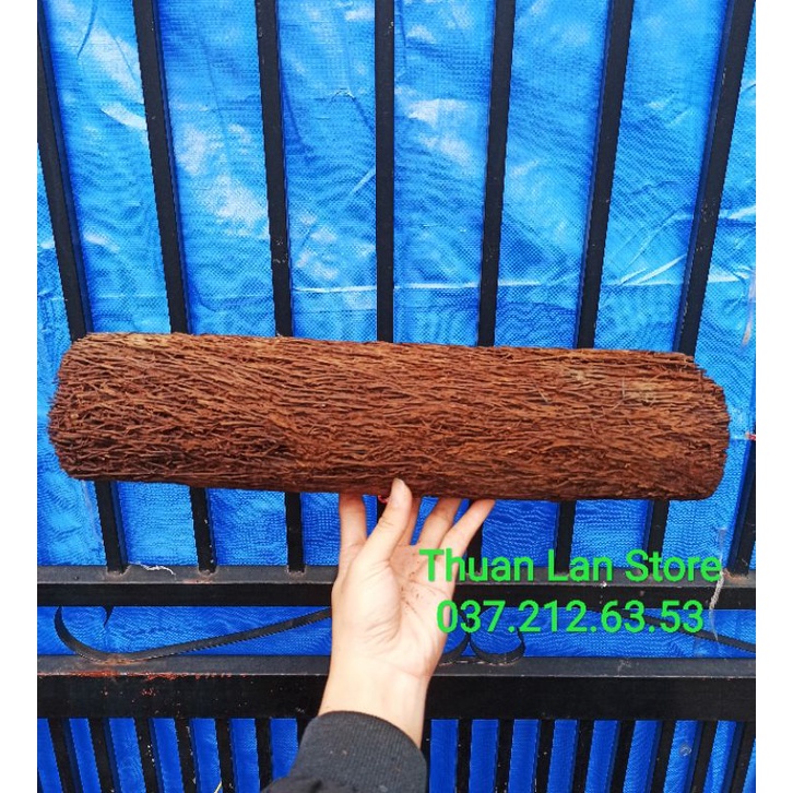 Dớn Trụ Trồng Lan Dày Đẹp Dài 20->40cm