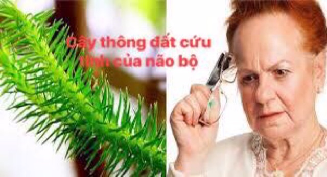 1kg cây thông đất