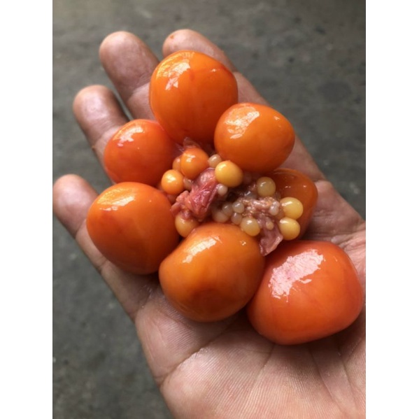 🥚TRỨNG GÀ NON TƯƠI - Hộp 500g / Túi 1kg