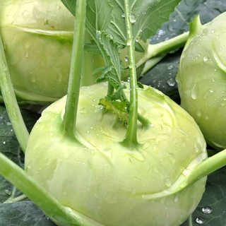 Hạt Giống Su Hào Phú Nông - 5Gr