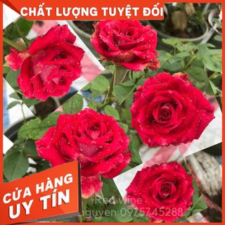 Cây giống hoa hồng ngoại nhập nguyên cây CHUẨN XỊN đã chăm sóc ổn định