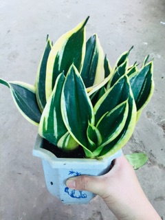 LƯỠI HỔ THÁI VÀNG LÙN