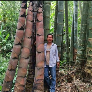 Cây tre khổng lồ thái lan