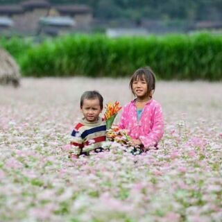 Hạt Hoa Tam Giác Mạch