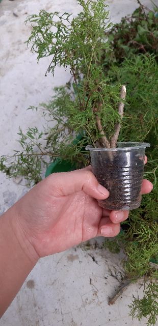 Cây giống đinh lăng lá nhỏ đã có rễ