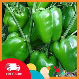 30 hạt giống ớt chuông xanh LUCKYVN