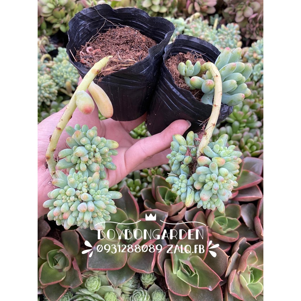 ❤ [FreeShip] ✈ [Có sẵn]