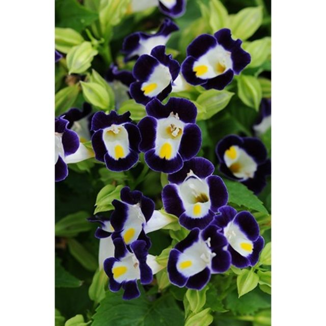 Hạt giống hoa Mắt Nai (tô liên, torenia) nhiều màu 5 HẠT ĐẾN MÙA TRỒNG TẾT