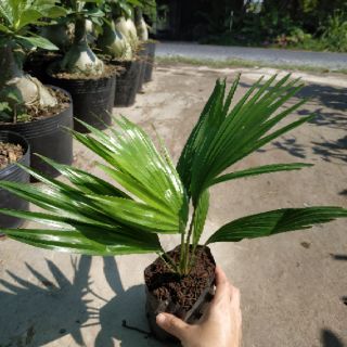 Cây Cọ Ta kiểng (sản phẩm bán hình 2)
