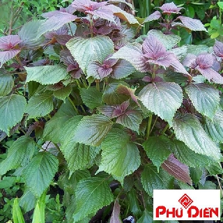 hạt giống tía tô 200 hạt  PHÚ ĐIỀN