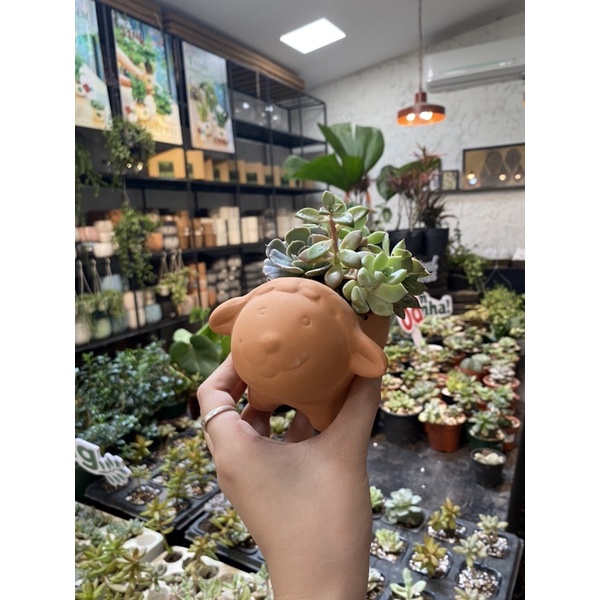 Sen đá mini random TROPICAL FOREST