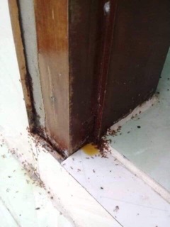 SỈ 10 lọ THUỐC DIỆT KIẾN, DIỆT GIÁN SINH HỌC - DIỆT TẬN GỐC.