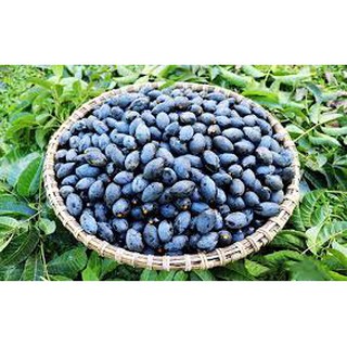 Cây trám đen trồng phủ đồi