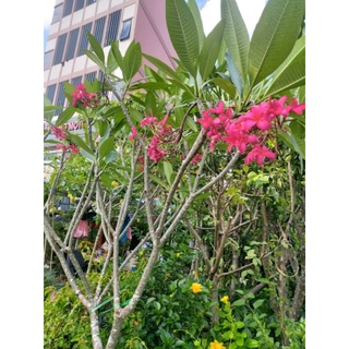 Cây 🌲 Sứ đại hồng ...ấn độ