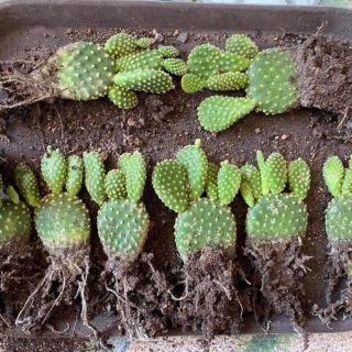 Xương rồng tai thỏ lông vàng
