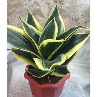 Cây lưỡi hổ Thái lùn-1 cây bầu đất ( không chậu-hình tại shop là hình cuối)