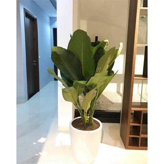 Cây đại Phú gia / Đại hoàng Phú