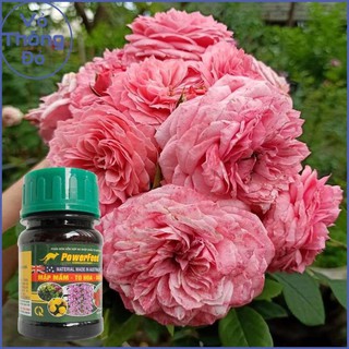 Phân bón hữu cơ kích thích ra hoa powerfeed 100ml