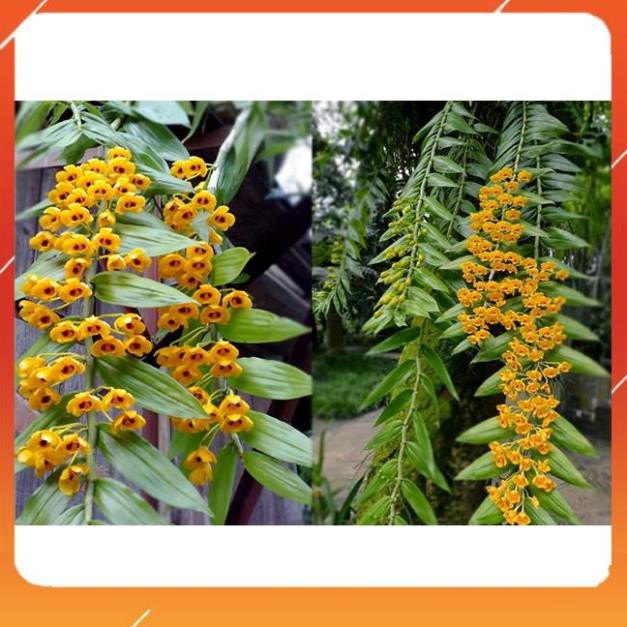 [BÁN CHẠY] 1 bó lan phi điệp vàng rừng tây bắc siêu to, hoa siêu đẹp