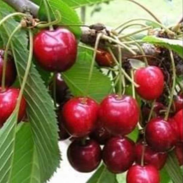 Cherry mỹ nhiệt đới  trồng được tại Việt Nam  - Nhà Vườn Khánh Võ