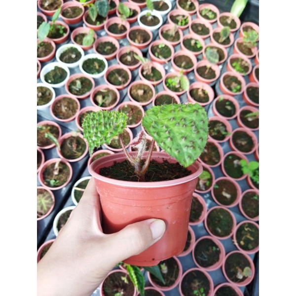 Chậu cứng Begonia Melanobullata