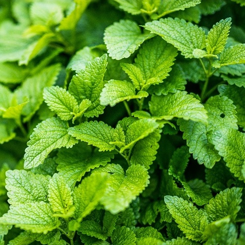 Hạt Giống Bạc Hà Chanh (LEMON BALM 601) 1gr