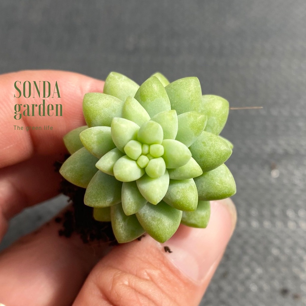 Sen đá chuỗi ngọc bi SONDA GARDEN size mini 2.5-4cm, xuất xứ Đà Lạt, khoẻ đẹp, lỗi 1 đổi 1