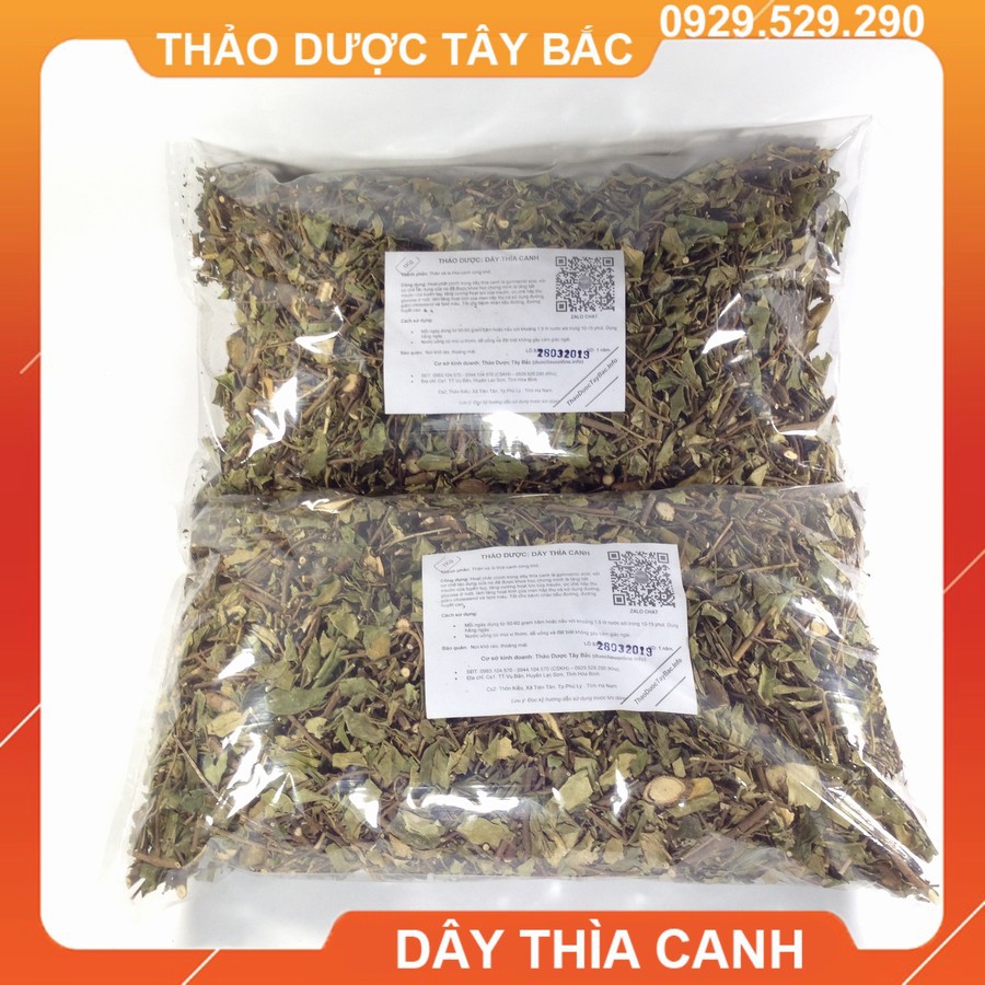 Lá Thìa Canh - Cây Thìa Canh