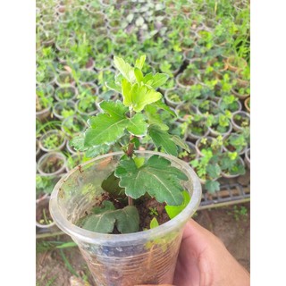 cúc cổ  N6