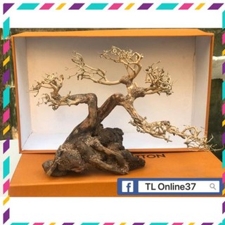 [ Rẻ ] Bonsai mini bể cá để bàn D28xC19