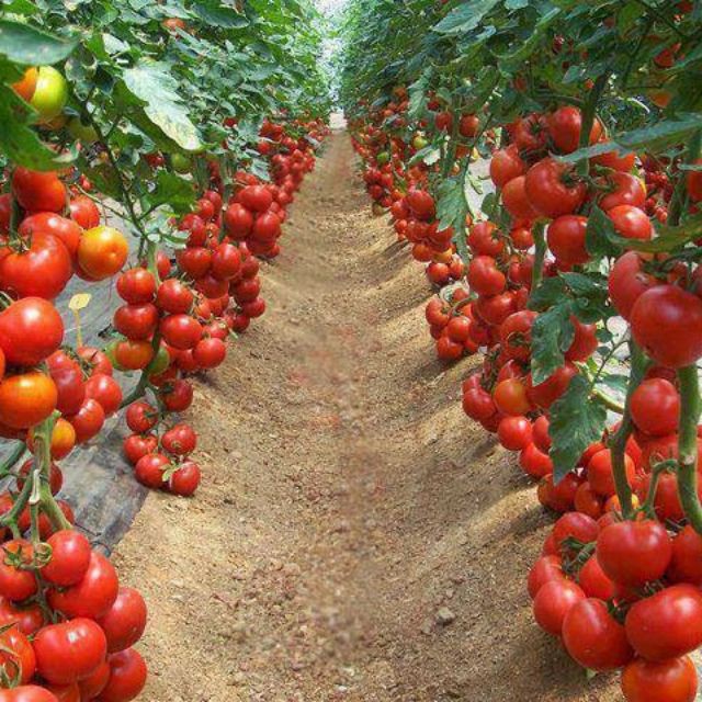 Hạt giống cà chua chuỗi ngọc nhập khẩu Nga - thu hoạch sau 3 tháng, cho trái quanh năm