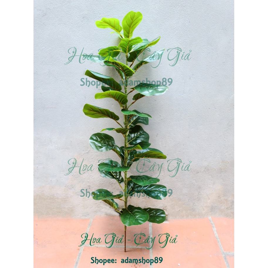 Cây giả - Cây Bàng Singapore Lá siêu to đẹp