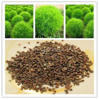 Hạt giống cỏ đổi màu giá rẻ