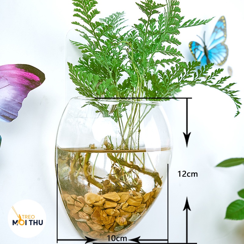 Bình Thủy Tinh Trồng Cây Thủy Sinh Treo Tường - Siêu Nhẹ - Treo Mọi Thứ