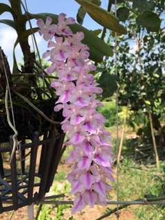 🍀Lan Cáo Bắc🍀