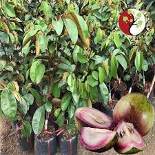 Cây Vú Sữa Bơ Hồng ghép cao 100cm