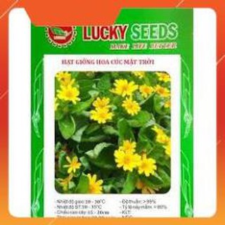 HẠT GIỐNG CÚC MẶT TRỜI GÓI 50 HẠT
