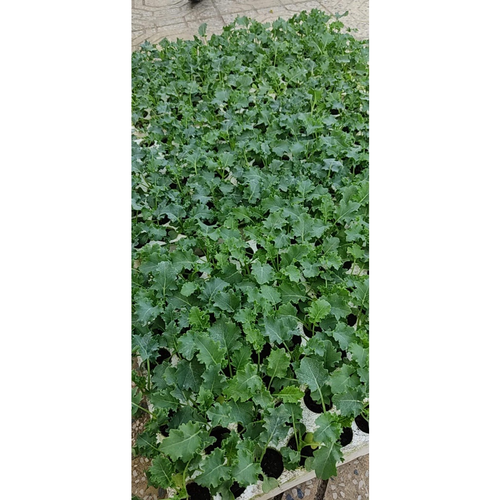 DEAL 1K - 25 Hạt Giống Cải Xoăn Kale Dễ Trồng, Năng Suất Cao - 25 HẠT