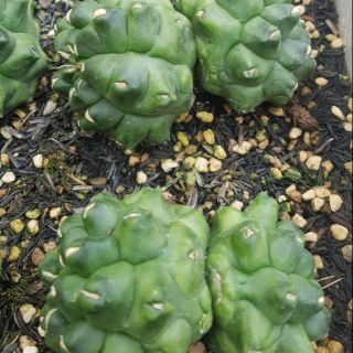 Xương rồng Gymnocalycium kikko 2 đầu