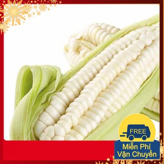 Hạt Giống Ngô Nếp