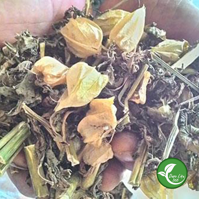 Cây Tầm Bóp khô [1kg] ( cây thù lù, cây lồng đèn, cây bôm bốp) hàng cam kết sạch đẹp