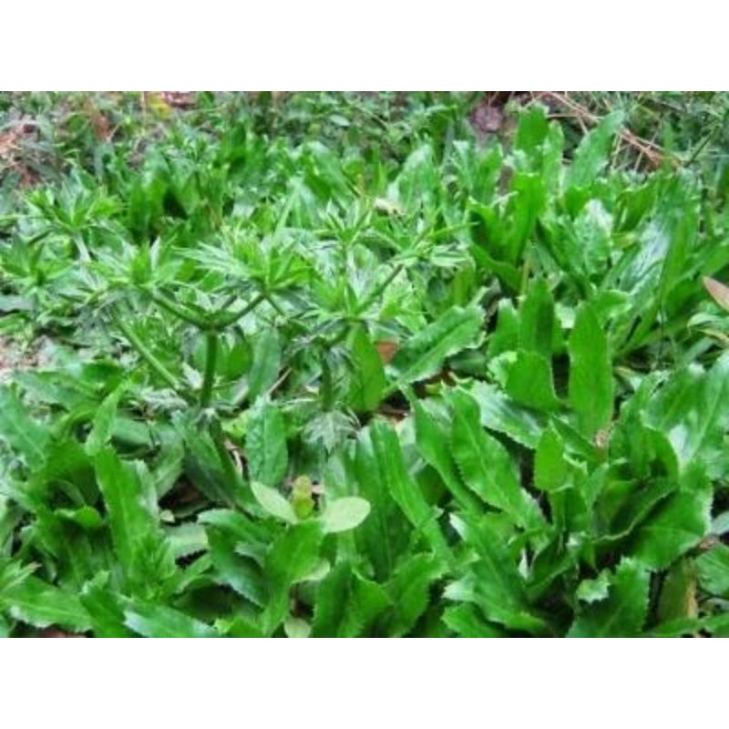 Cây giống ngò gai, mùi tàu