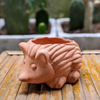 Chậu đất nung trồng cây