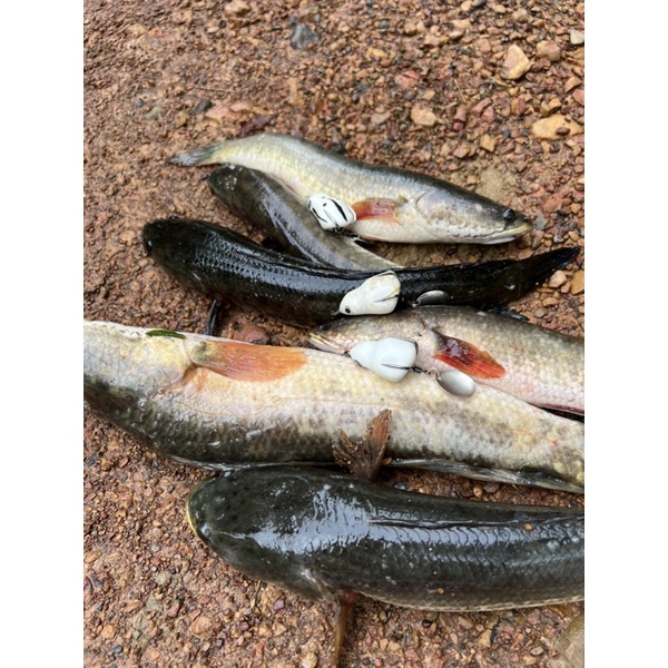 Nhái Hơi F1, F2 TNQ Ngọc Trinh 3,8cm, Mồi Giả Câu Cá Lóc Chất Lượng