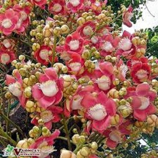 CÂY SALA ( CÂY NGỌC KỲ LÂN , CÂY ĐẦU LÂN ) GIỐNG