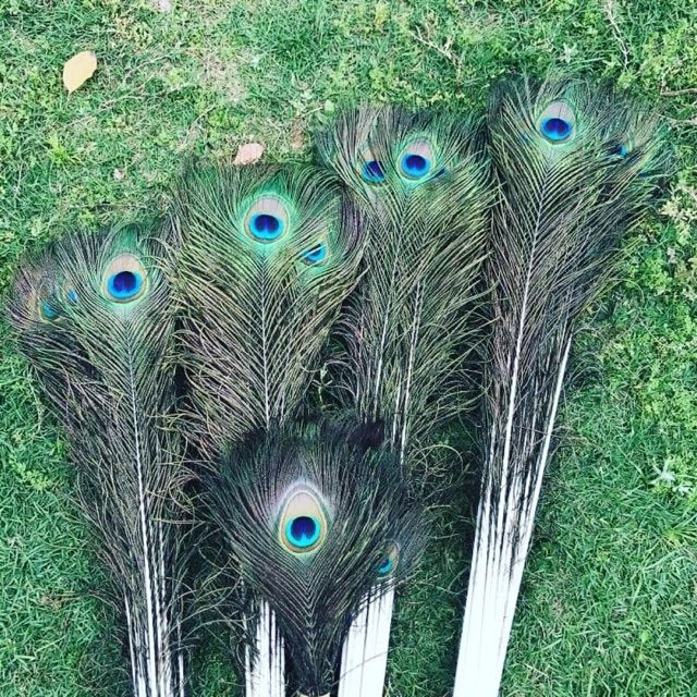 30 Lông công 100cm đại cát đại lợi | BigBuy360 - bigbuy360.vn