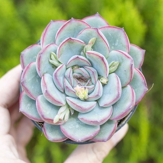 Sen đá viền đỏ 9-11cm - Vườn sen đá