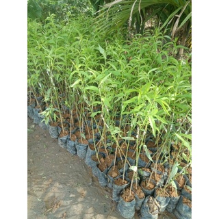 ĐÀO ĂN QUẢ [ cây giống]