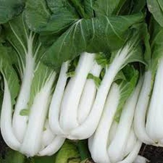 Hạt giống rau cải thìa (20G)