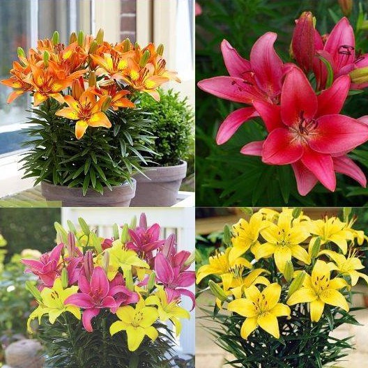 Bộ 5 củ giống hoa ly lùn nhiều màu ( có các màu đỏ , vàng, cam. hồng , trắng )